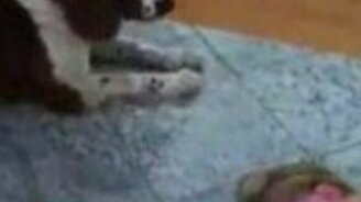 Собаке стало тошно - смотреть видео (0:23)