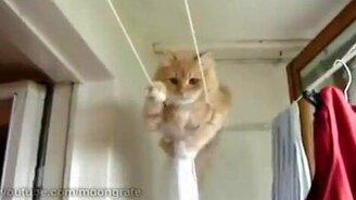 Кот эквилибрист - смотреть видео (0:21)