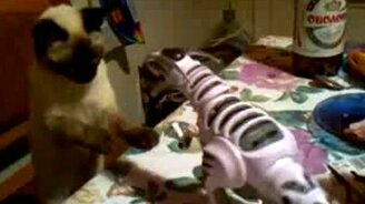 Кот против динозавра - смотреть видео (0:19)