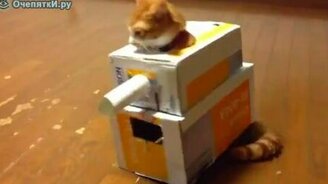 Кот в танке - смотреть видео (0:41)