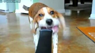 Пёс играет с садовым феном - смотреть видео (0:34)