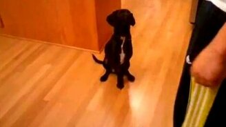 Точная дрессировка - смотреть видео (0:18)