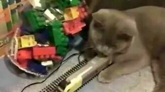 Равнодушный котяра - смотреть видео (1:23)