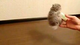 Котёнок и бутылочка - смотреть видео (1:21)