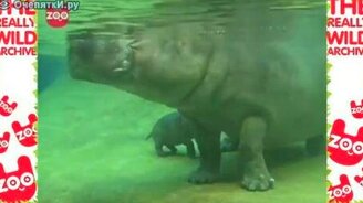 Бегемотик учится плаванию - смотреть видео (1:18)