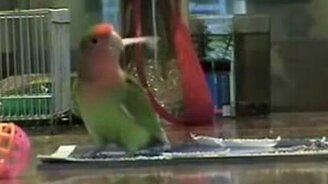 Попугай мастерит себе хвост - смотреть видео (0:52)