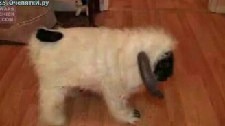 Рогатый мопсик - смотреть видео (0:35)