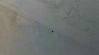 Паук на снегу - смотреть видео (1:15)