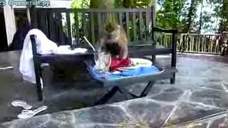 Жадный воришка - смотреть видео (0:37)