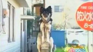 Пёс наблюдатель - смотреть видео (0:43)