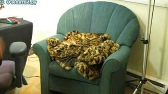 Котяра замаскировался - смотреть видео (2:33)