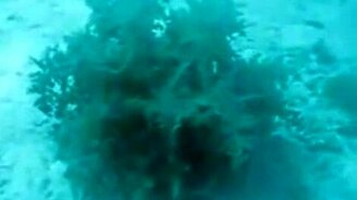 Внезапно на дне океана - смотреть видео (0:13)