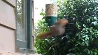 Белкина карусель - смотреть видео (2:46)