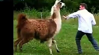 Весёлая животинка - смотреть видео (1:42)