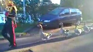 Гусиный марш - смотреть видео (0:35)