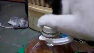 Кот добывает лакомство - смотреть видео (0:28)