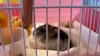 Устрашающий грызун - смотреть видео (0:32)