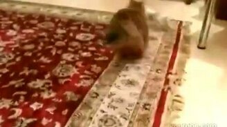 Бешеная схватка - смотреть видео (1:17)