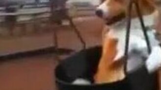 Пёс на качелях - смотреть видео (0:20)