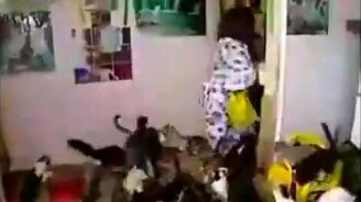 Кошачий хард-кор - смотреть видео (0:21)