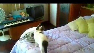 Домашний секретарь - смотреть видео (0:22)