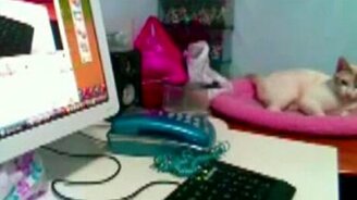 Кот и телефон - смотреть видео (1:08)