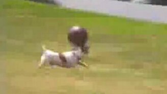 С мячом на носу - смотреть видео (0:31)