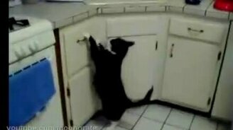 Котяра отяжелел для прыжков - смотреть видео (0:34)