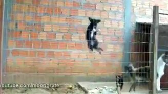 Маленький пёс-шпион - смотреть видео (0:35)