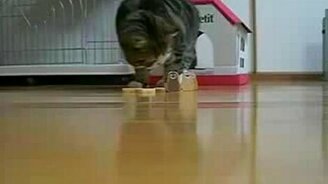 История жизни кота Мару - смотреть видео (5:29)