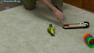 20 трюков от попугая за 2 минуты - смотреть видео (2:00)