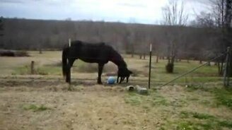 Игривая дружба лошади и собаки - смотреть видео (6:14)