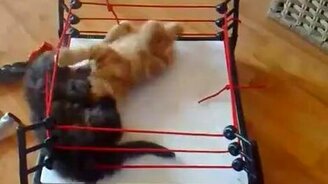 Бой на домашнем ринге - смотреть видео (1:08)