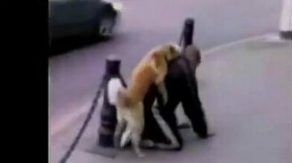 Русские курьёзы - смотреть видео (7:03)