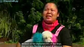 Собаки массово прыгают через скакалку - смотреть видео (1:15)