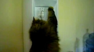 Кот играет с краном - смотреть видео (0:50)