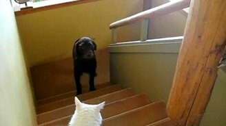 Белый страж - смотреть видео (0:23)