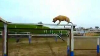 Собачьи приколы - смотреть видео (7:25)