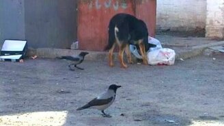 Ворона забияка - смотреть видео (1:03)