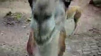 Любопытная лама - смотреть видео (0:23)