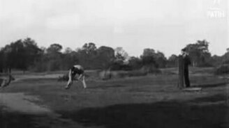 Прыгучая собака - смотреть видео (1:07)