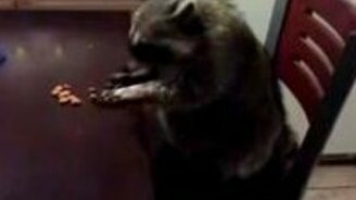 Енот трапезничает - смотреть видео (2:09)