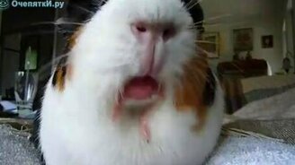 Свинки кушают - смотреть видео (1:36)