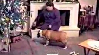 Бульдог против поезда - смотреть видео (1:20)