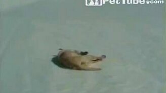 Зимний догги-стайл - смотреть видео (0:41)