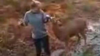 Оленю понравилась блондинка - смотреть видео (3:43)