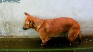 Пёс уснул стоя - смотреть видео (0:19)