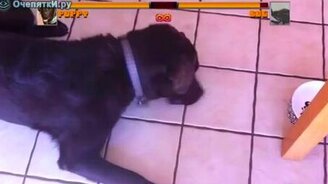 Собака против жука - смотреть видео (0:51)