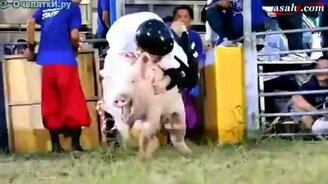 Свинячье родео - смотреть видео (0:21)