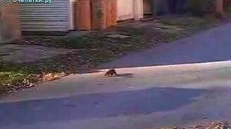 Белка потеряла ориентацию - смотреть видео (1:07)